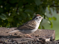 Chipping Sparrow 7783